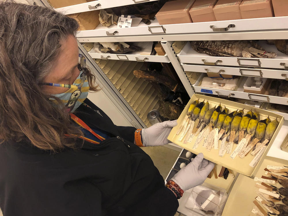 Moe Flannery, senior collections manager for ornithology & mammalogy at the California Academy of Sciences, holds a tray containing Bachman's warblers in their specimen collection in San Francisco, Friday, Sept. 24, 2021. The U.S. government is declaring the Bachman's warbler and 22 more birds, fish and other species extinct.