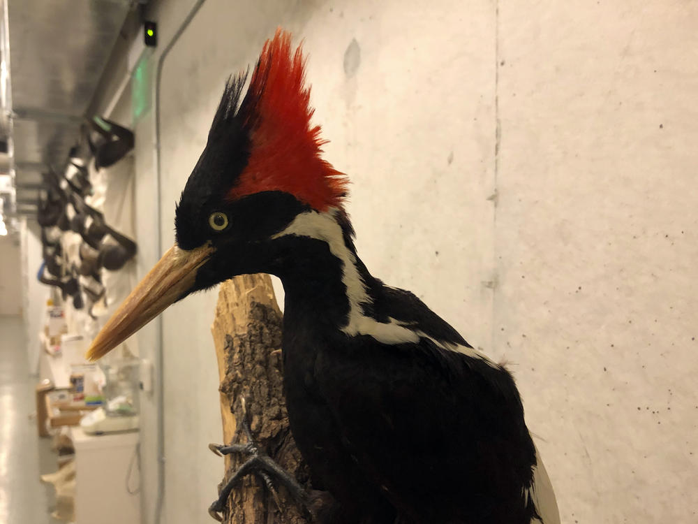 An ivory-billed woodpecker specimen is on a display at the California Academy of Sciences in San Francisco, Friday, Sept. 24, 2021. Death's come knocking a last time for the splendid ivory-billed woodpecker and 22 assorted birds, fish and other species: The U.S. government is declaring them extinct.