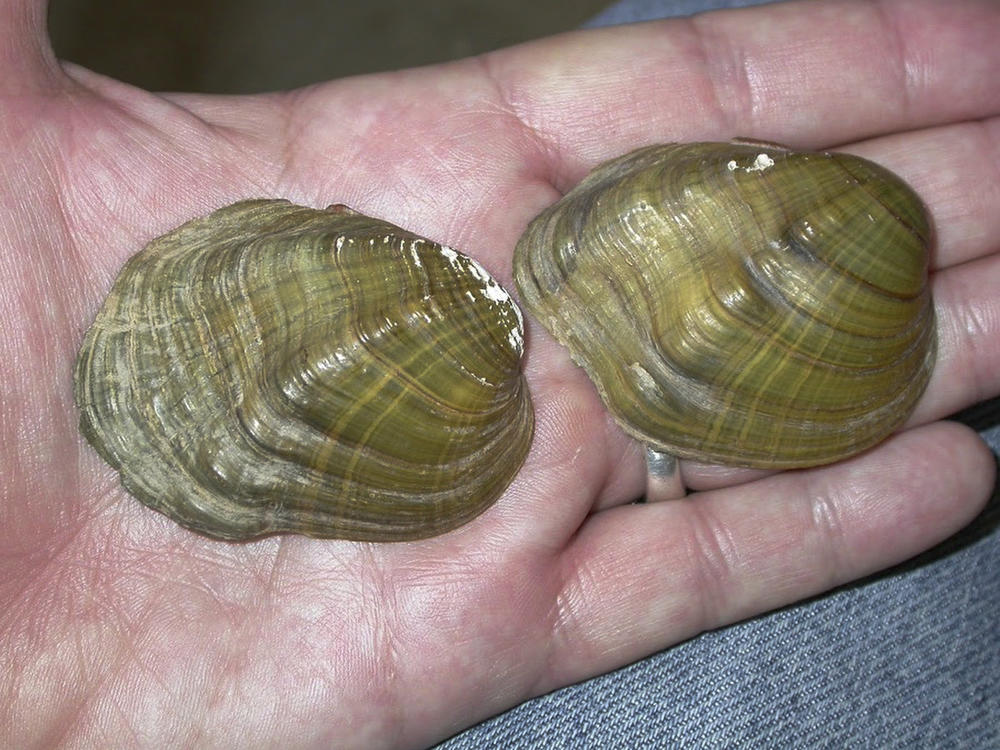 In this May 10, 2005, photo, shells from tubercled-blossom pearly mussels (Epioblasma torulosa) collected from the Ohio River are held at Chase Studio in Cedarcreek, Mo. The freshwater mussel is among 23 species that U.S. wildlife officials say have gone extinct.