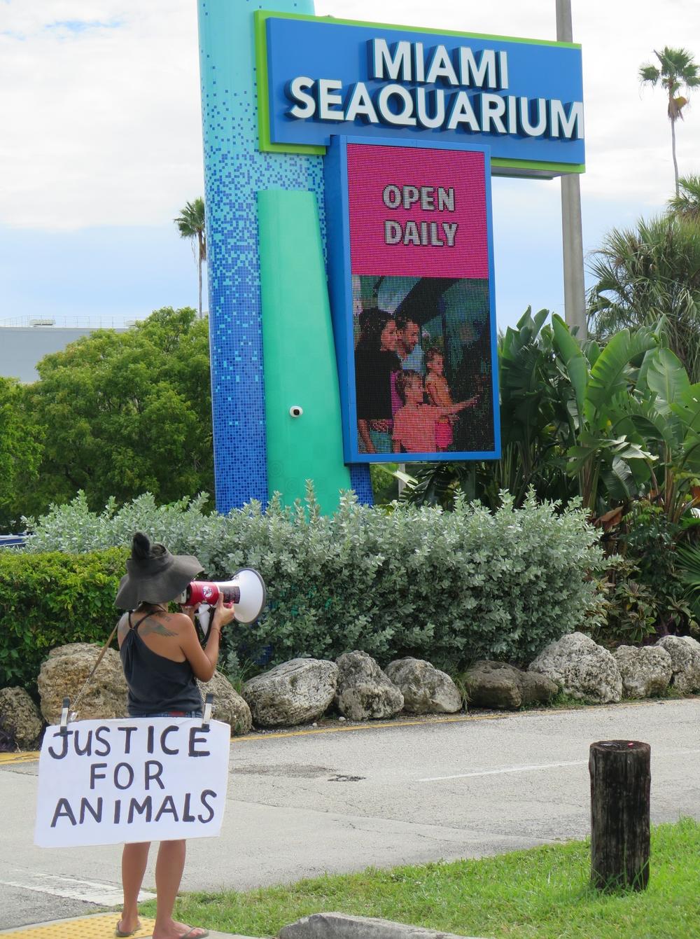 Activist Michelle Morrow tries to convince visitors to turn around at the entrance to the Seaquarium
