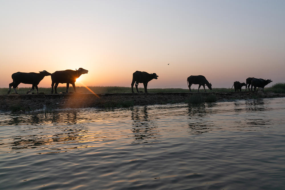 Water buffalo herds cool themselves in the marsh waters during the day before returning to land to feed and sleep each evening.