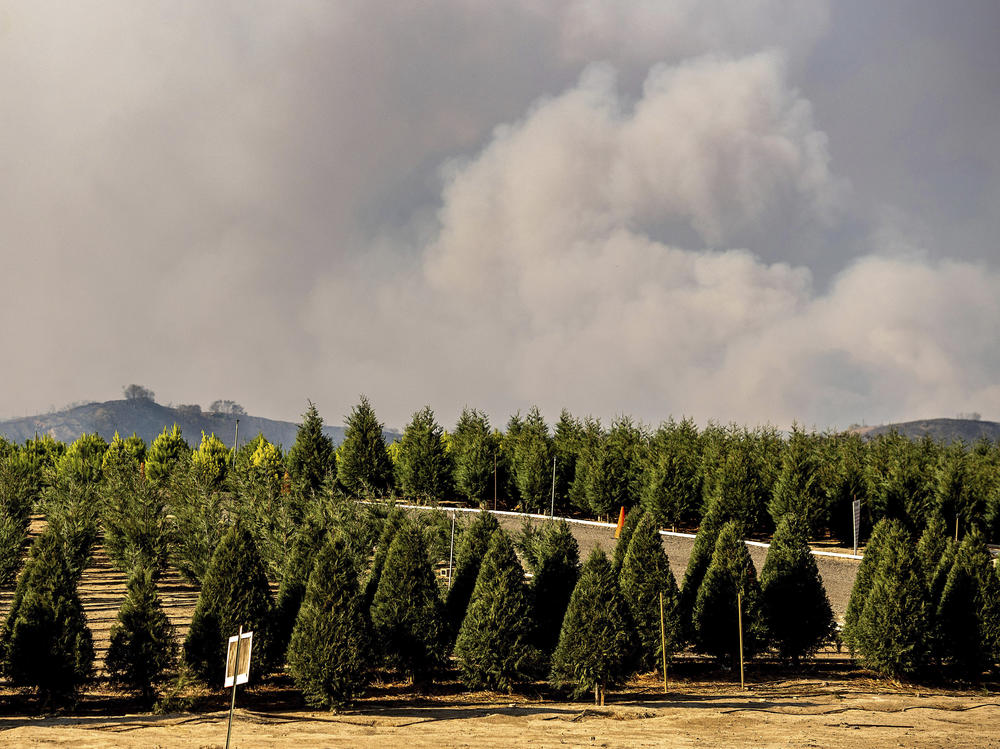 Smoke from the Bond Fire billows above Peltzer Pines Christmas tree farm in Orange County, Calif., on Dec. 3, 2020. Extreme weather and supply chain issues could make Christmas trees harder to come by this holiday season.