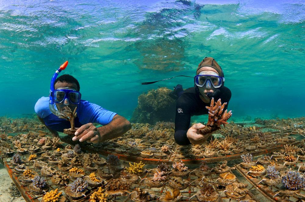 Tourists go snorkeling in Fiji. Tourism has taken a major hit in the Pacific.