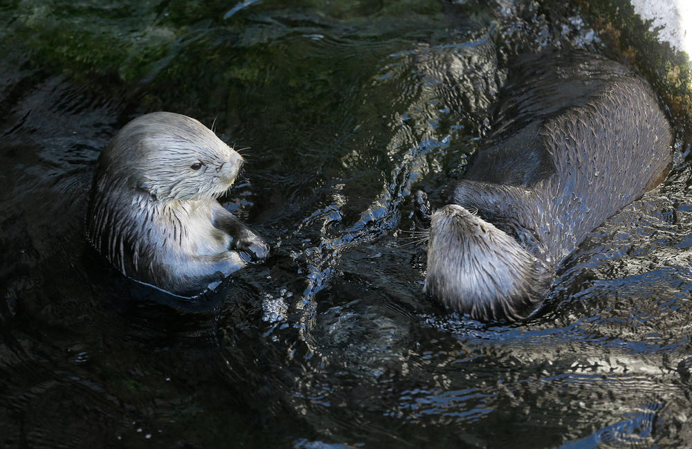 On March 26, 2018, a pair of sea otters are seen at the Monterey Bay Aquarium in California. A chain of unintended bad consequences has followed humans' removal of otters as a top predator of the sea, and is preventing the furry creature's return to its former range.