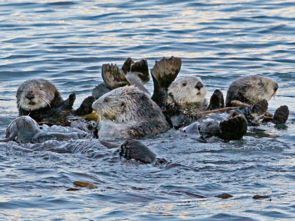 A group of sea otters gather in Morro Bay, Calif., in 2010. It's been more than a century since sea otters were hunted to near extinction along the U.S. West Coast. The animals were successfully reintroduced along the Washington, British Columbia and California coasts, but an attempt to bring them back to Oregon in the early 1970s failed. A local nonprofit is advocating for another attempt.