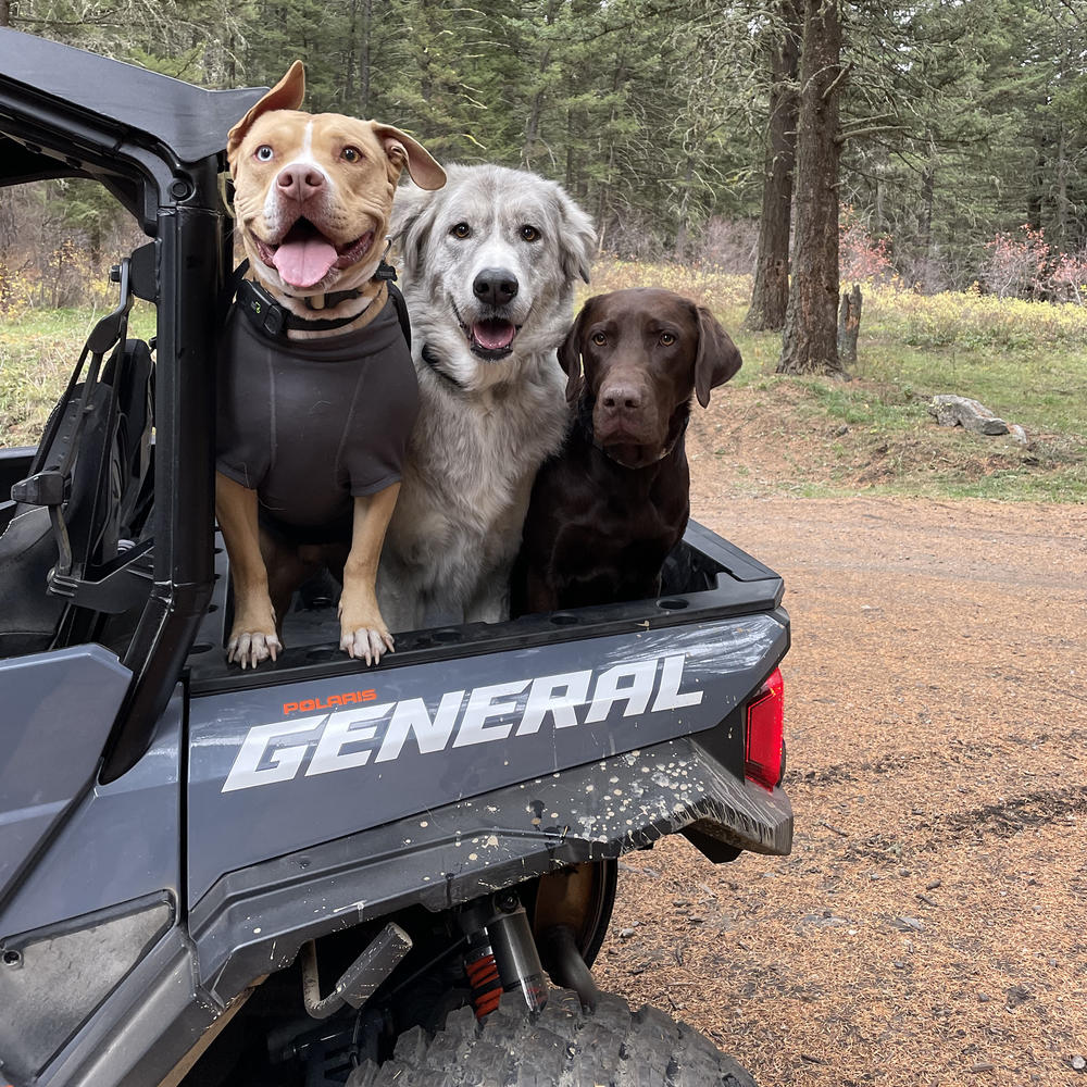 Nick and Hanah moved into their new Montana home this October. They enjoy taking their dogs (from left), Teddy, Smokey and Fletcher, out on their off-road all-terrain vehicle.