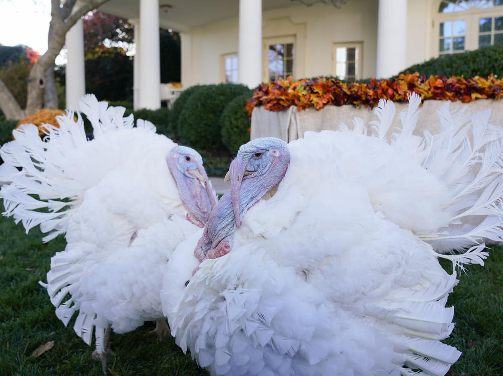 The two national Thanksgiving turkeys are seen in the Rose Garden of the White House before a pardon ceremony in Washington on Nov. 19, 2021.