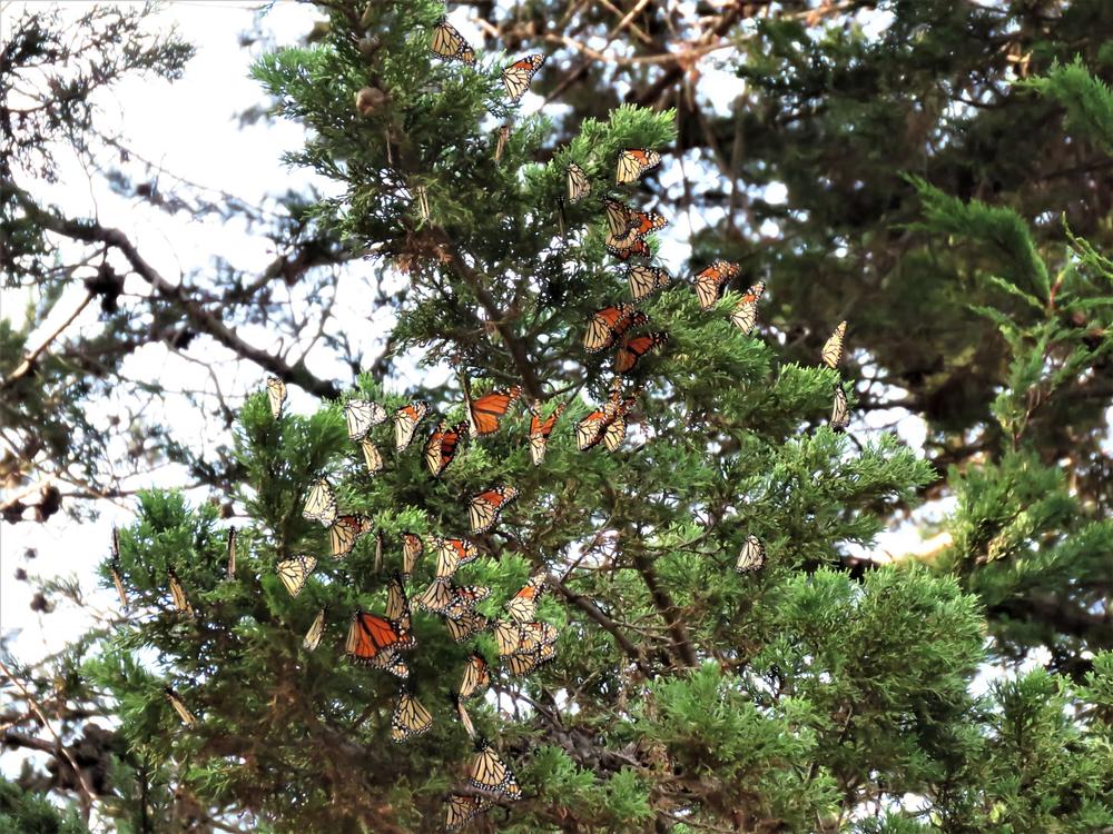 Migrating butterflies in a tree in California.