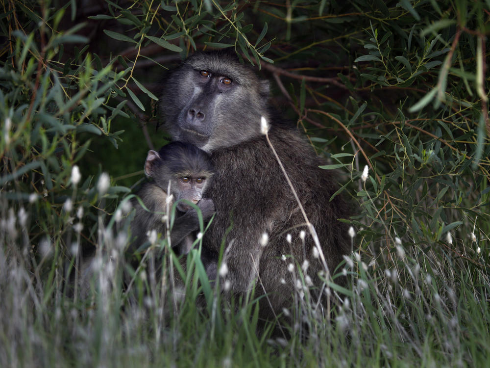 Just like humans, groups of baboons sometimes break off relations.
