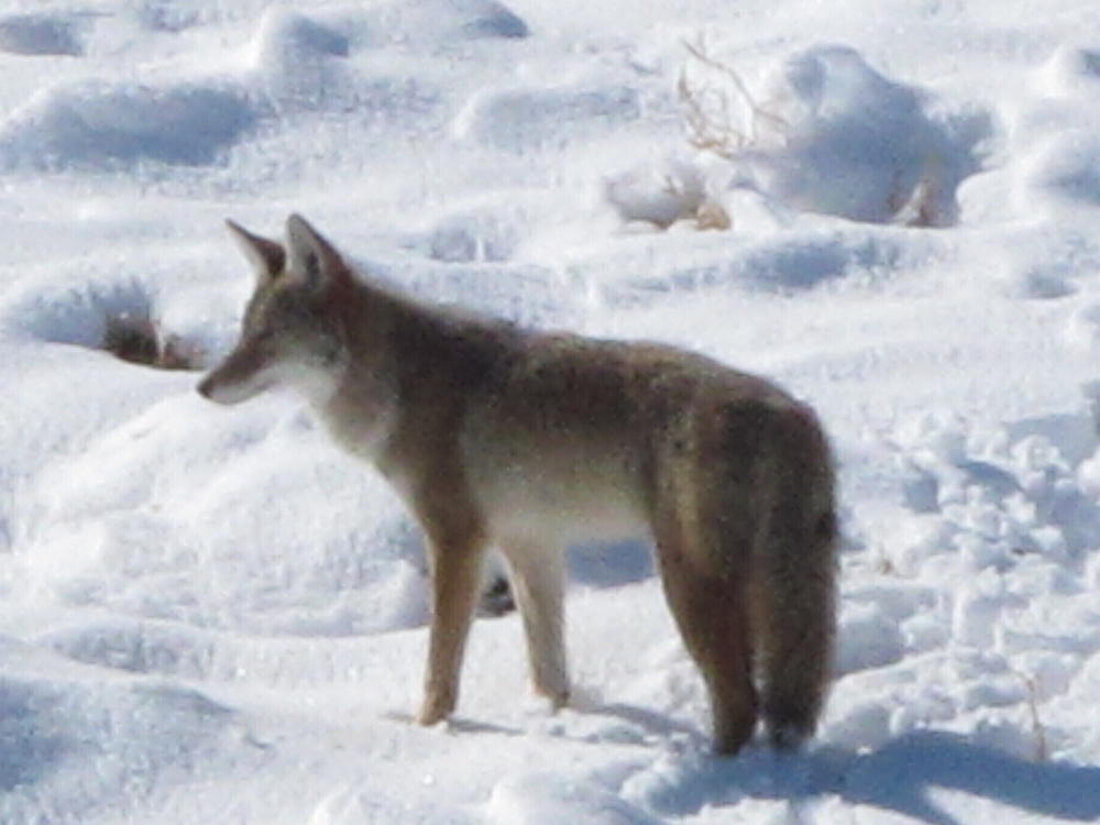 A coyote makes its way through the snow on a hillside north of Reno, Nev.
