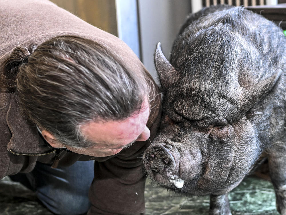 Wyverne Flatt, who is fighting to keep his pot-bellied pig Ellie as an emotional support animal, poses for a photograph at his home in Canajoharie, N.Y.