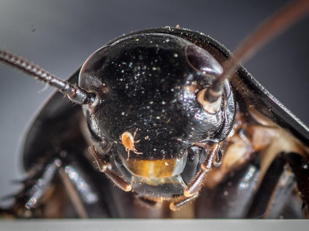 A face only a mother could love: a Madagascar hissing cockroach (<em>Gromphadorhina portentosa</em>)