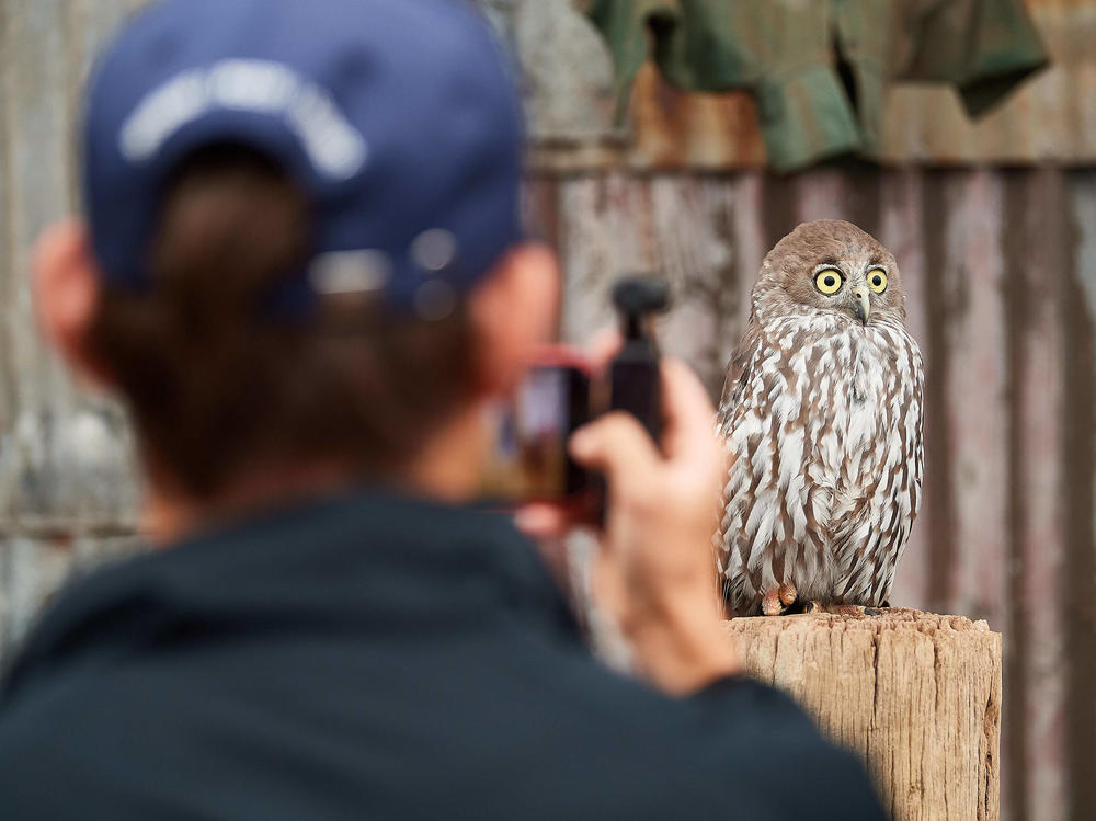 Seeing an owl in real life can be thrilling, but bird watchers say you need to be careful not to disturb them