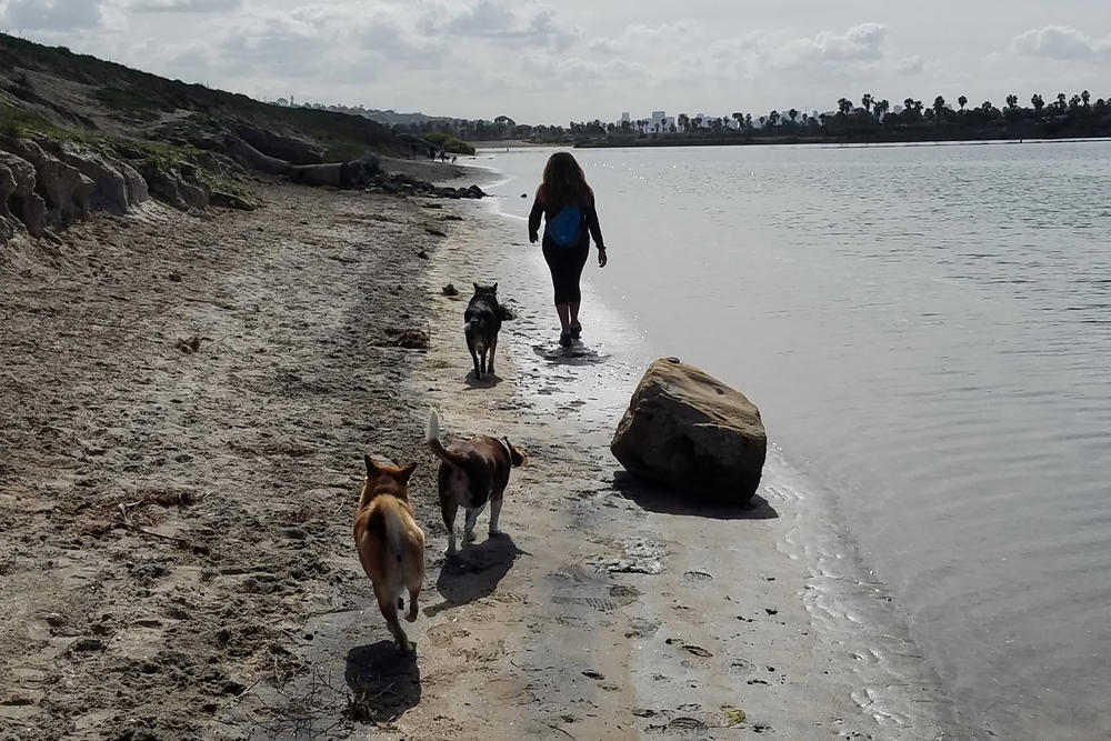 Dogs run in the off-leash area on Fiesta Island in San Diego, Calif.
