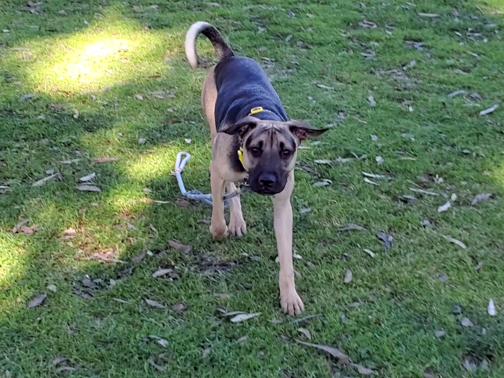 A dog runs at a park in San Diego, Calif.