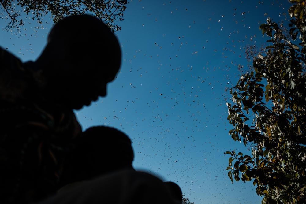 A man looks on as swarms of locusts land and feed on shea trees, which are a big source of food and income for local farmers, in Otuke on Feb. 17, 2020.