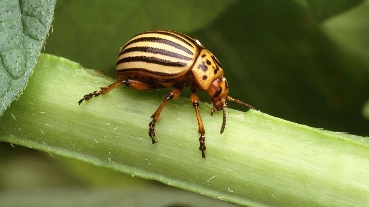 The Colorado potato beetle has long been seen as an invasive and destructive pest.