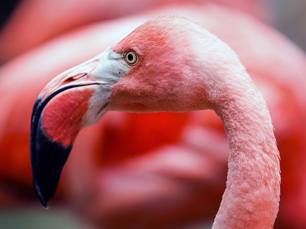 An image of a flamingo. This is not the flamingo that escaped from a Kansas zoo.