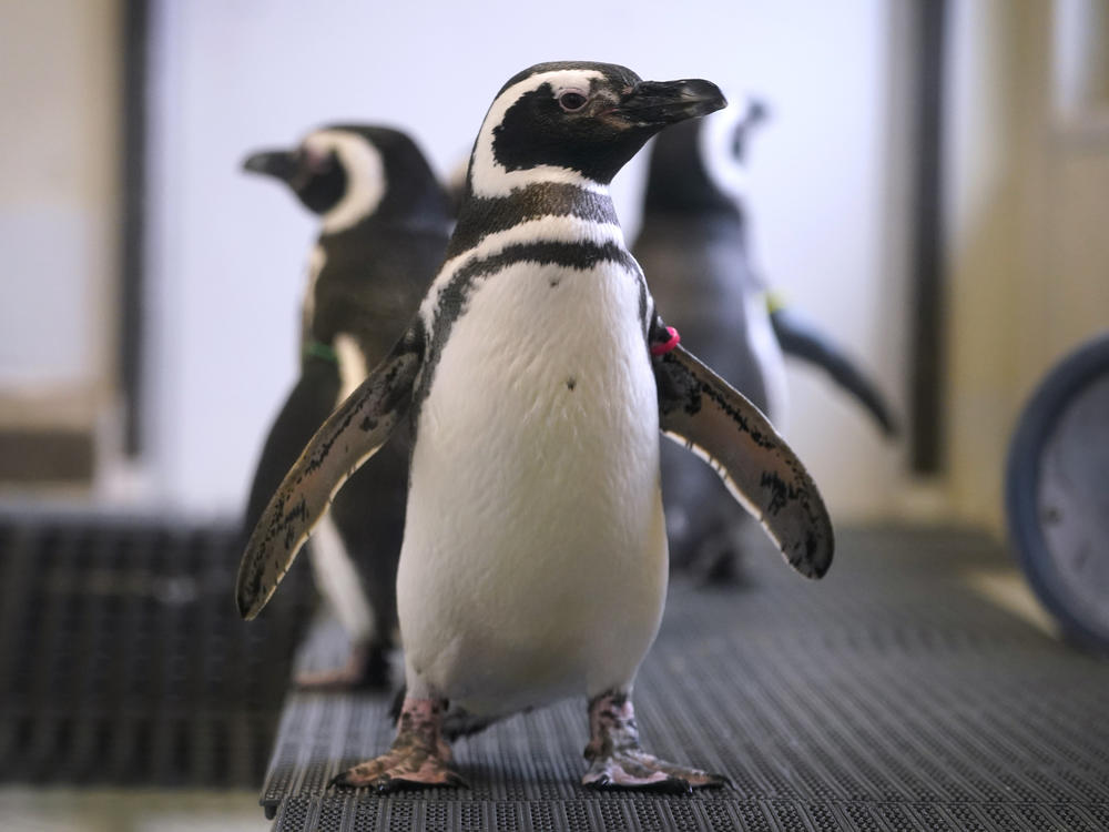 Magellan penguins stand in their enclosure at the Blank Park Zoo on Tuesday in Des Moines, Iowa. Zoos across North America are moving their birds indoors and away from people and wildlife as they try to protect them from the highly contagious and potentially deadly avian influenza.