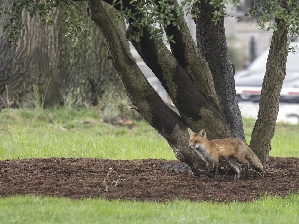An adult female fox was confirmed positive for rabies after being captured on the grounds of the U.S. Capitol and being humanely euthanized. The fox bit at least nine people, including one lawmaker and a Politico reporter.