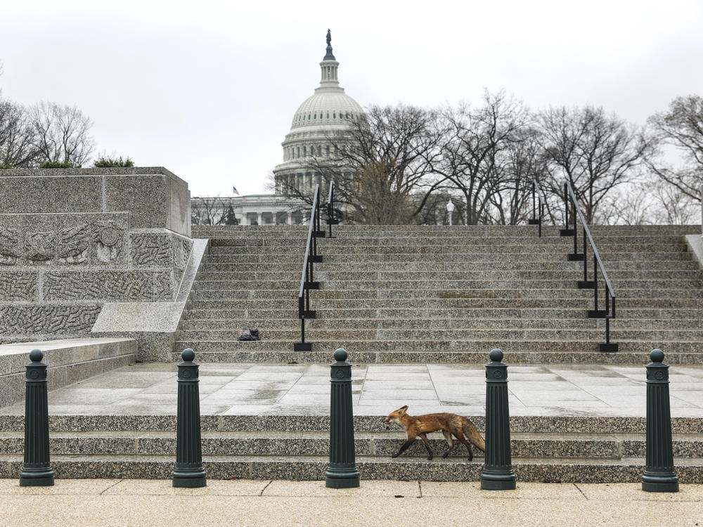 Before the fox was captured, there were many sightings of it on Monday night. Then reports of the fox biting people started to come in, a Capitol Police spokesperson told NPR over email on Tuesday.