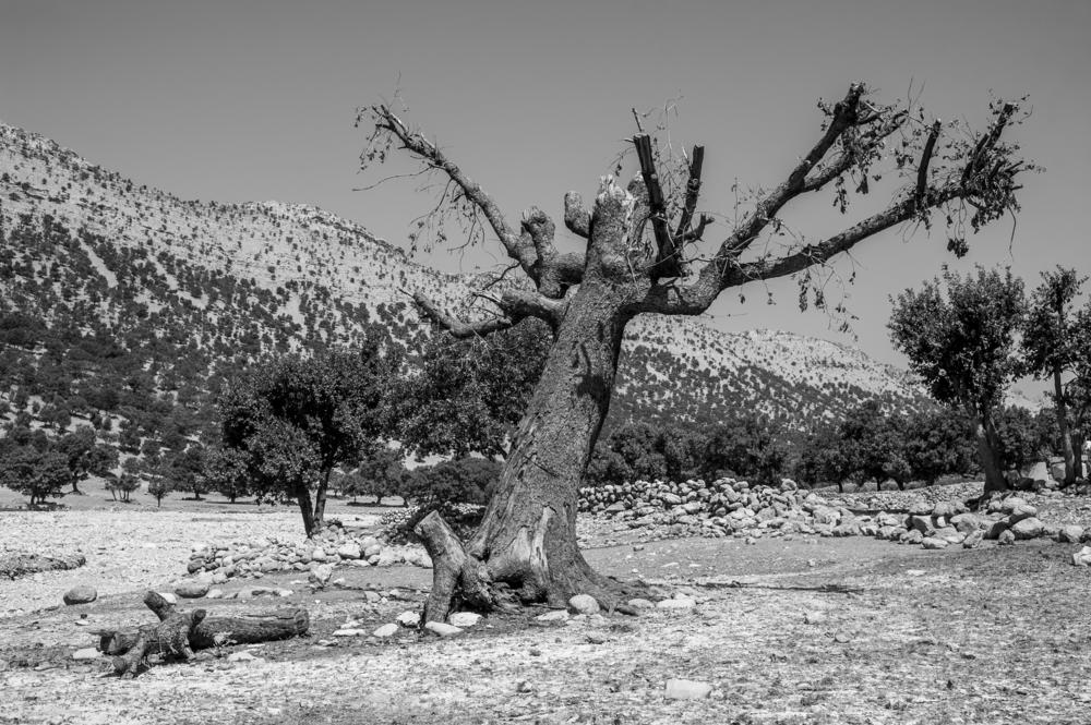 An old oak tree stands along an ancient route for the nomadic Bakhtiari people. In the areas where they travel, trees have fallen victim to drought and fire — and been chopped down for fuel.
