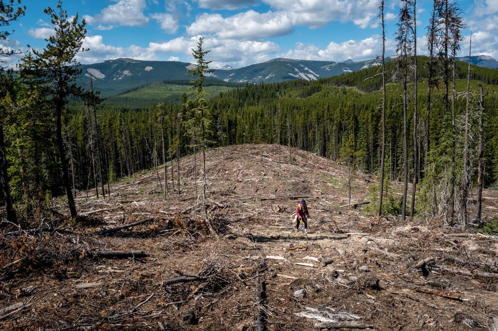 A tree planter works through a clear cut in central Alberta. A standard contract requires a seedling to be planted every 2 meters in order for an area to be considered adequately reforested.