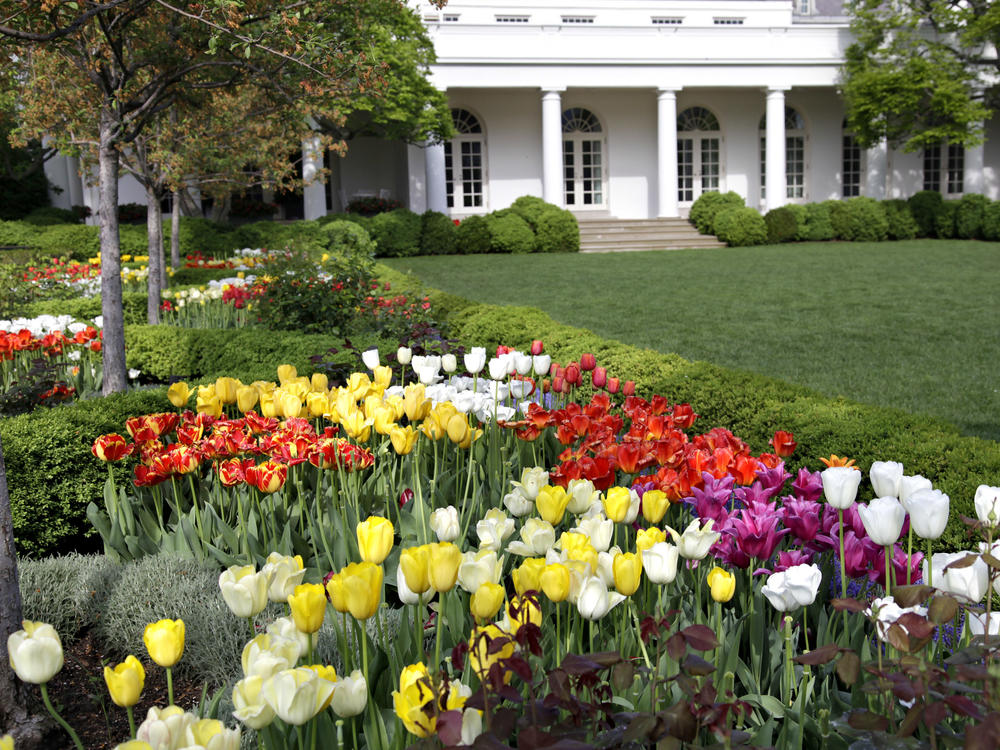 Tulips add an annual burst of color during spring in the White House Rose Garden.