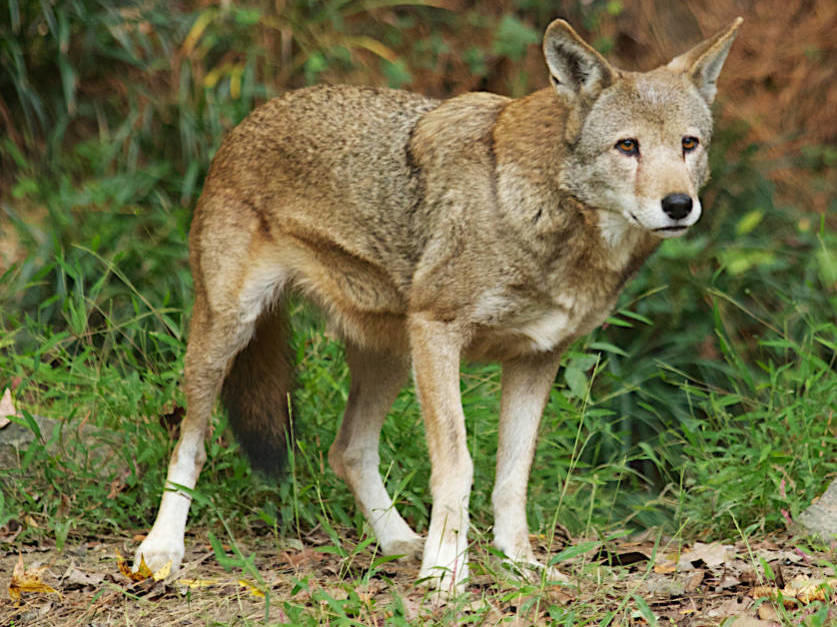 An adult red wolf pictured in October 2013 in North Carolina. The population peaked in 2012 at 120 wild wolves, but has dwindled over the past decade.