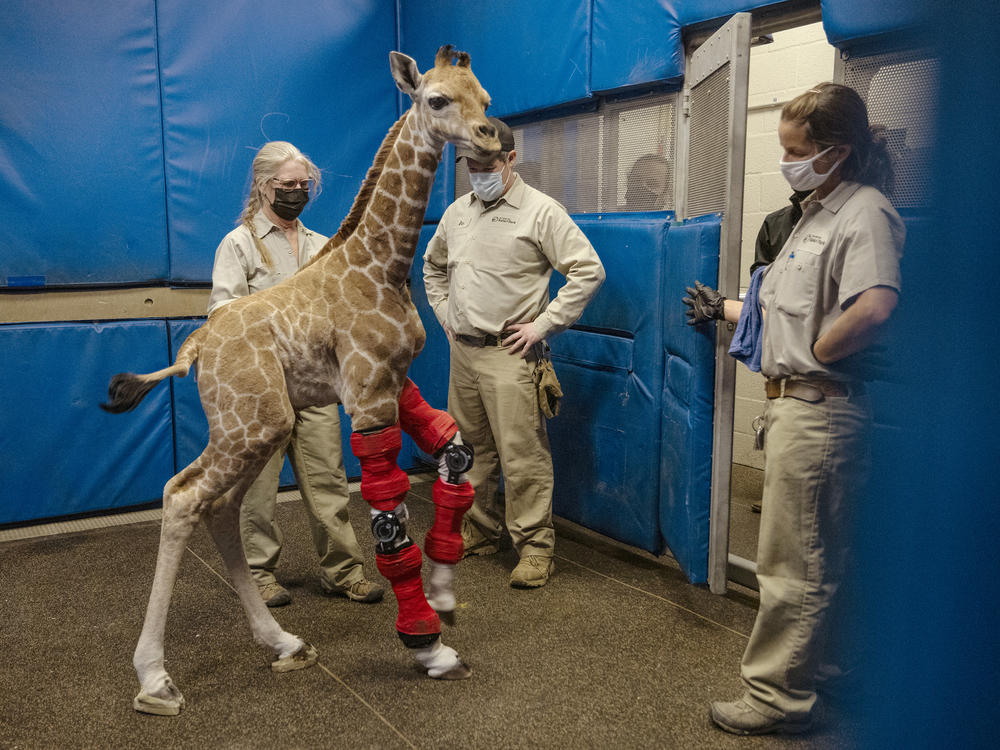 Msituni, a giraffe calf born with an unusual disorder that caused her legs to bend the wrong way, at the San Diego Zoo Safari Park in Escondido, north of San Diego, on Feb. 10.