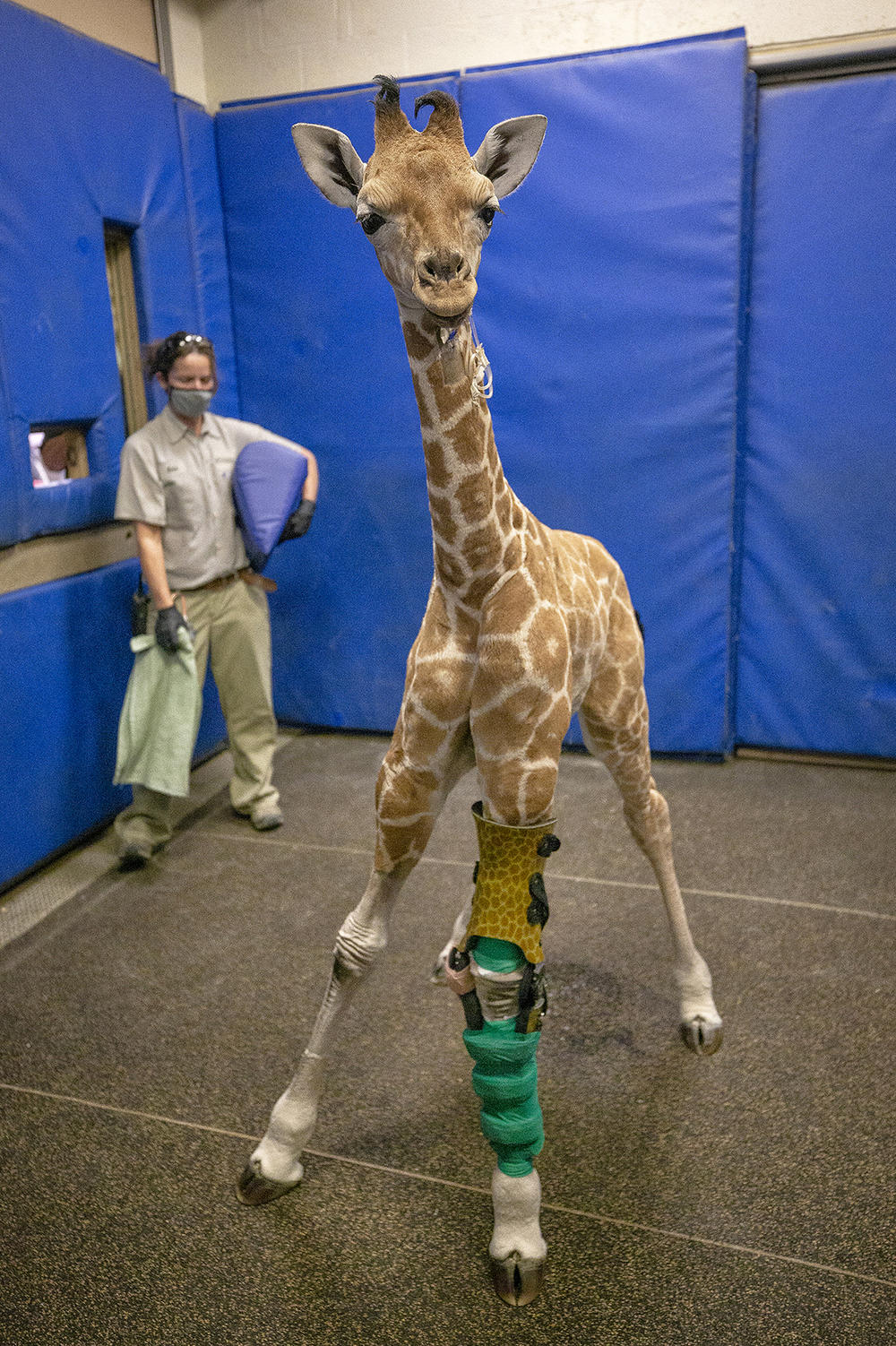 Using cast moldings of the giraffe's legs, a carbon graphite brace features the animal's distinct pattern of crooked spots to match her fur. In the end, Msituni only needed one brace; and the other leg corrected itself with the medical grade brace.