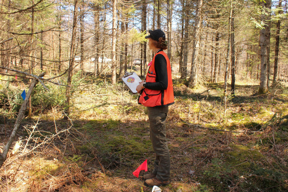 Forestry research technician Grace Smith in a partially cleared test site in the Silvio O. Conte National Fish and Wildlife Refuge.