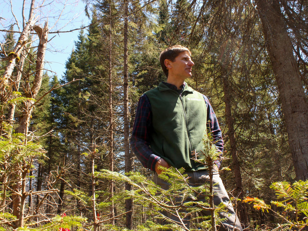 Tony D'Amato, director of the University of Vermont's forestry program, visits an experiment site in the Silvio O. Conte National Fish and Wildlife Refuge.