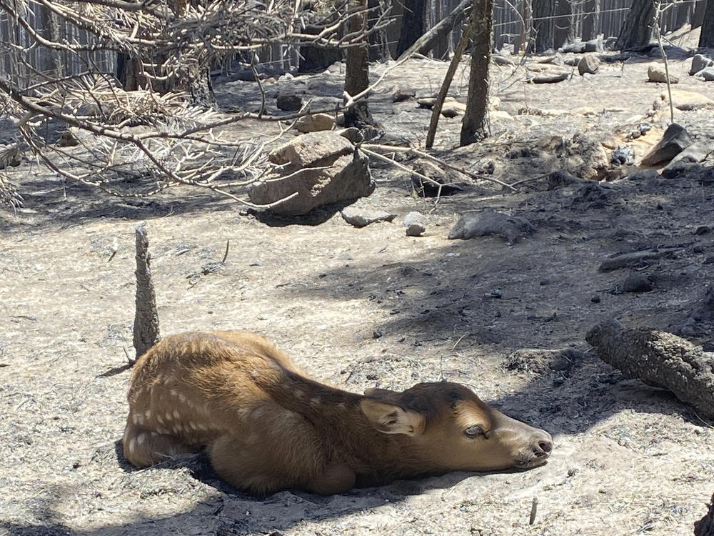 A newborn elk calf rests alone in a remote, fire-scarred area of the Sangre de Cristo Mountains on Saturday.
