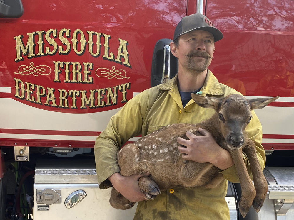 Nate Sink, a firefighter based in the Missoula, Mont., cradles a newborn elk calf that he encountered in a remote, fire-scarred area of the Sangre de Cristo Mountains near Mora, N.M., on Saturday.