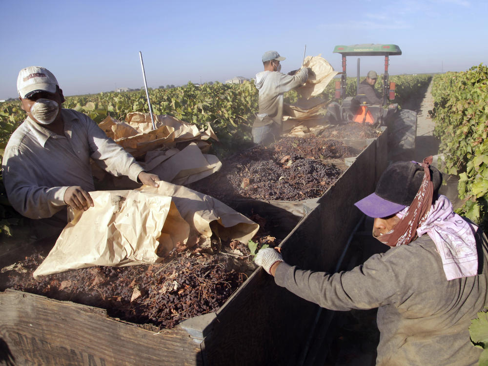 Farmworkers near Fresno, Calif., pick paper trays of dried raisins off the ground and heap them onto a trailer in the final step of raisin harvest on Sept. 24, 2013.