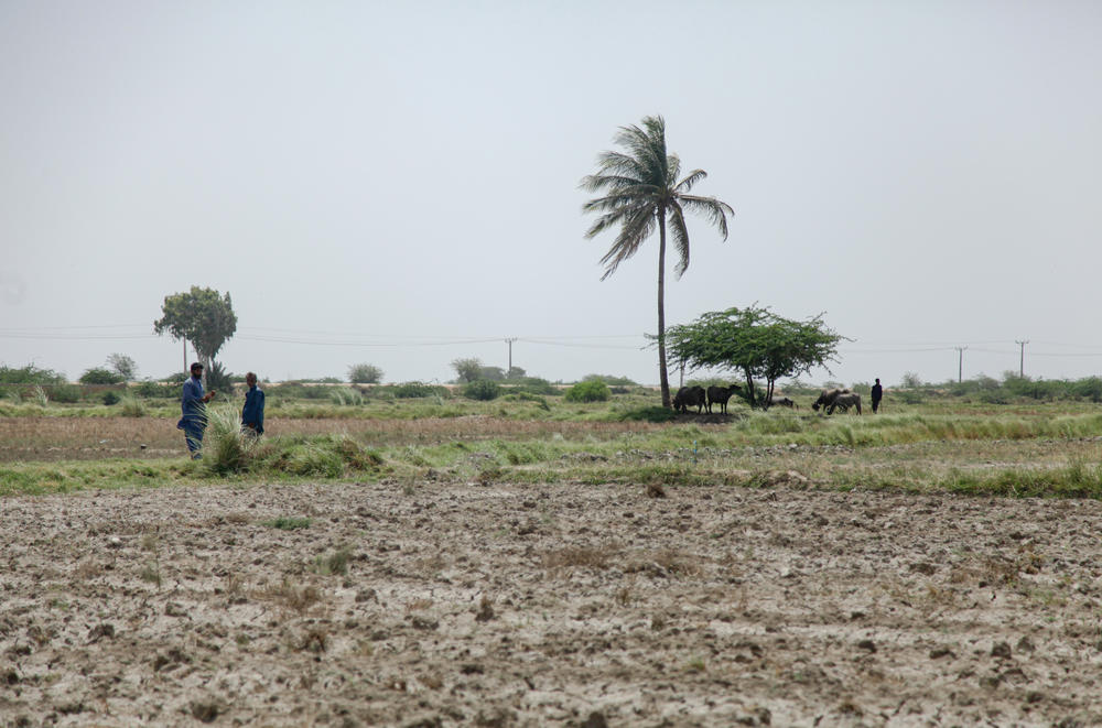 Villagers walk past a parched field at the tail end of the Indus River. Farmers say their canals are dry and some of them have not planted their fields of rice, maize and cotton for three years now. Other farmers are trying to plant their lands, and they say powerful landowners are extracting water from canals that they have seized to water their own fields.