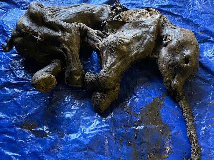 A woolly mammoth calf, believed to be female, was found in Canada's Yukon territory buried in ancestral land of the Trʼondëk Hwëchʼin, whose elders named her Nun cho ga, which means 