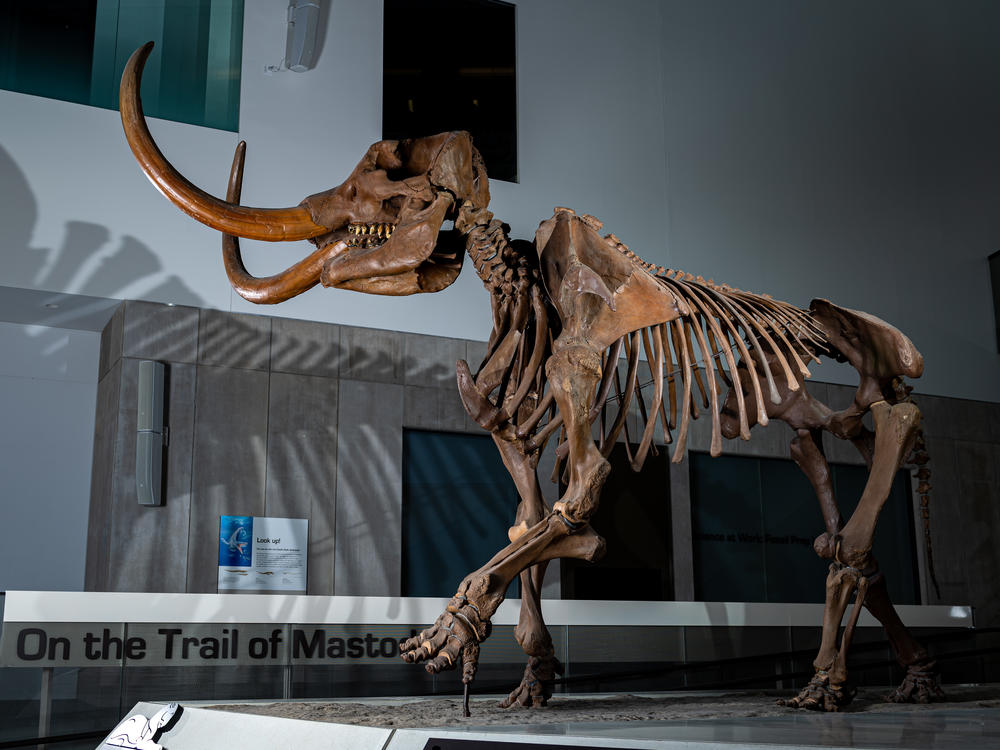 The Story Of Fred The Mastodon, Who Died Looking For Love | Georgia ...