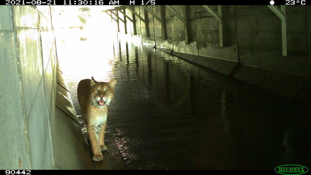 A bobcat<em> </em>was detected under Autoroute 10, close to Magog, in Quebec, Canada. The camera that captured the bobcat was from a landscape ecology lab at Concordia University.