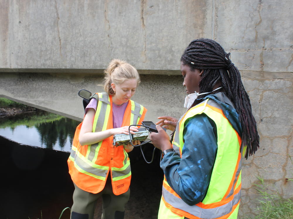 Environmental research students Valérie Bolduc and Jaynina Deku review test photos from motion-activated cameras they have installed around a water culvert to monitor wildlife.