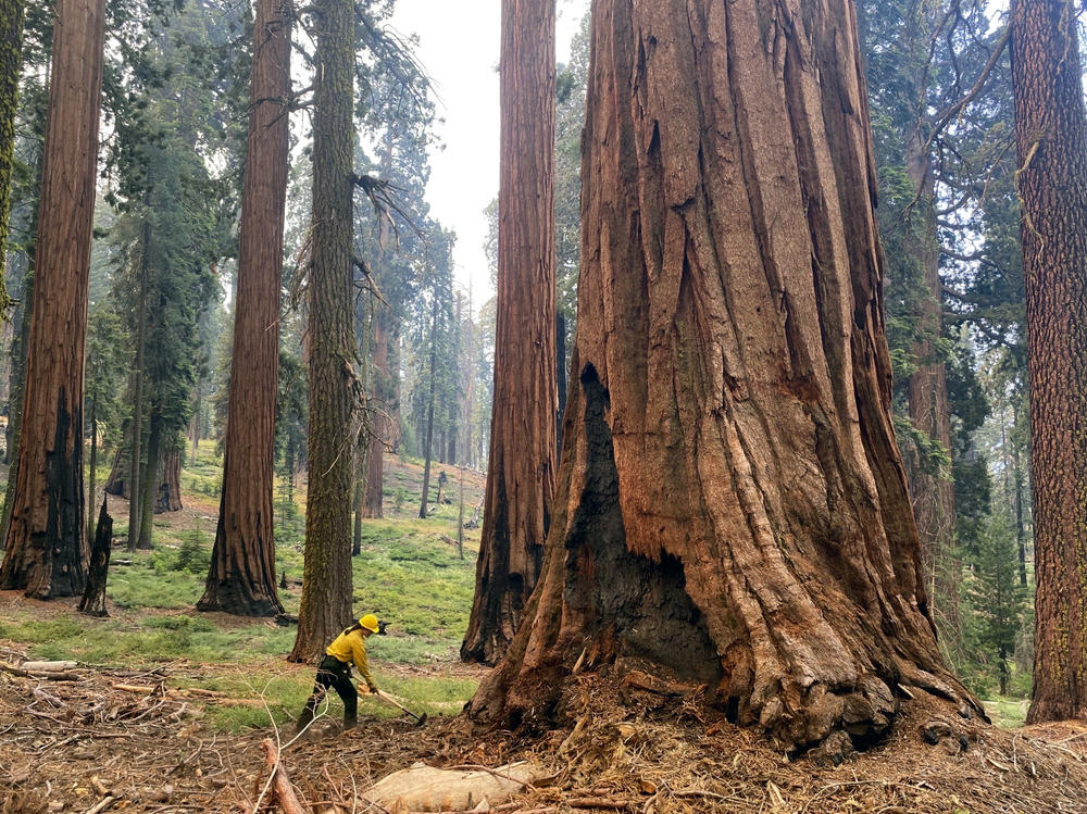 A firefighter clears loose brush from around a sequoia tree in Mariposa Grove in Yosemite National Park, Calif., in July 2022.