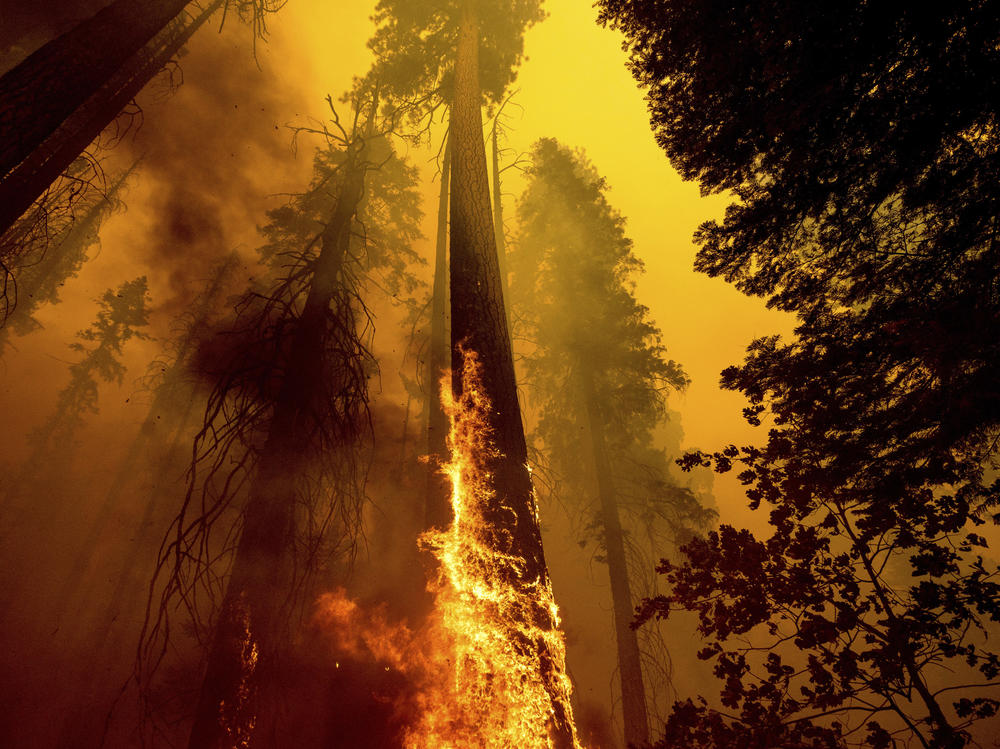 Flames burn up a tree as part of the Windy Fire in the Trail of 100 Giants grove in Sequoia National Forest in California on Sept. 19, 2021.