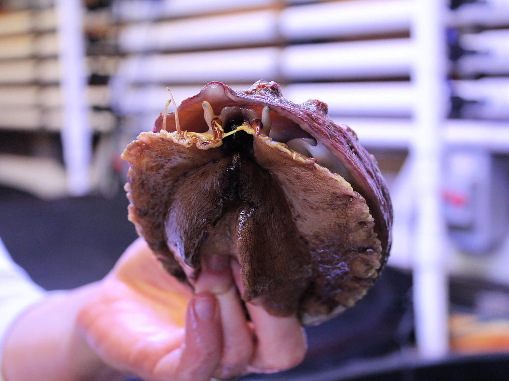 The abalone inside the UC Davis lab vary from a tiny speck to the size of a softball.