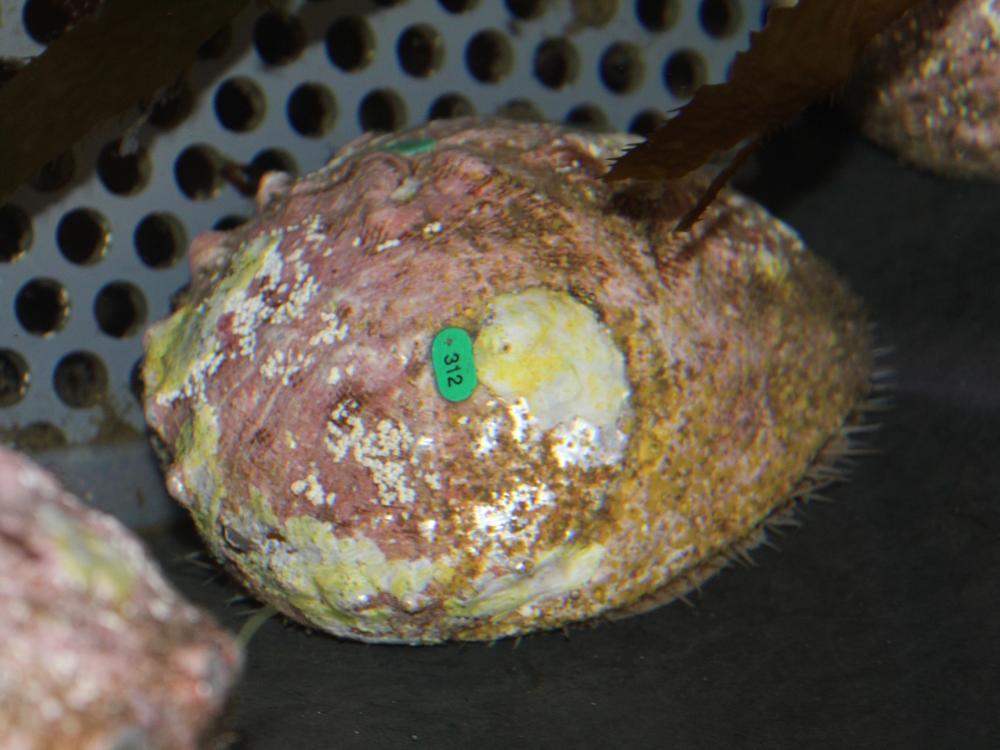 This abalone has done a lot of the work at the the lab.
