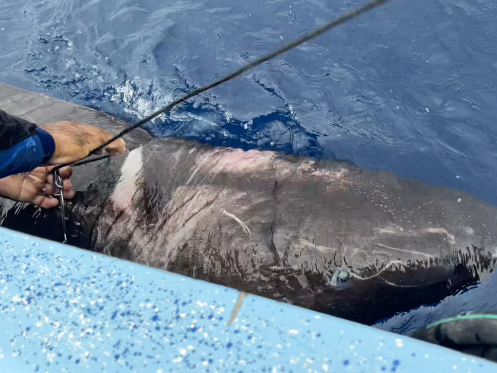Researchers caught a Greenland shark off the coast of Belize in April, the first reported sighting of the species in the western Caribbean. The shark is typically found in the Arctic and at depths of up to 7,000 feet below the ocean surface.