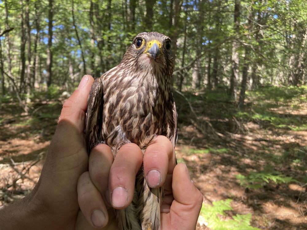 A captured merlin is held near Lake Michigan on June 27 near Glen Arbor, Mich., where it will be fitted with a leg band and tracking device. The mission will enhance knowledge of a species still recovering from a significant drop-off caused by pesticides and help wildlife managers determine how to prevent merlins from attacking endangered piping plovers.