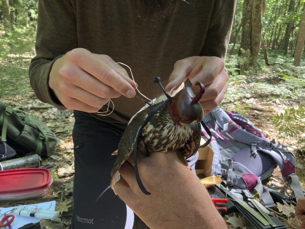 Zachary Bordner secures a tracking device to a merlin captured near Lake Michigan and held by fellow Smithsonian intern Tim Baerwald on June 27 near Glen Arbor, Mich.
