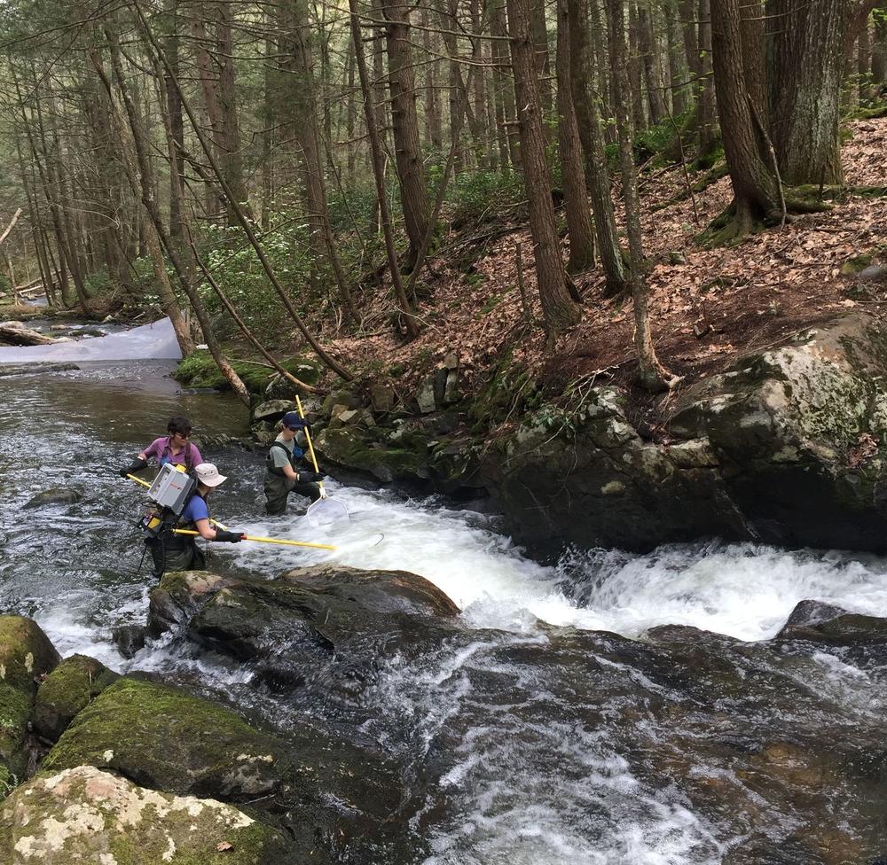 NEON workers sample fish in 2019 at Lower Hop Brook in Massachusetts, one of the streams being monitored as part of this long-term ecological study.