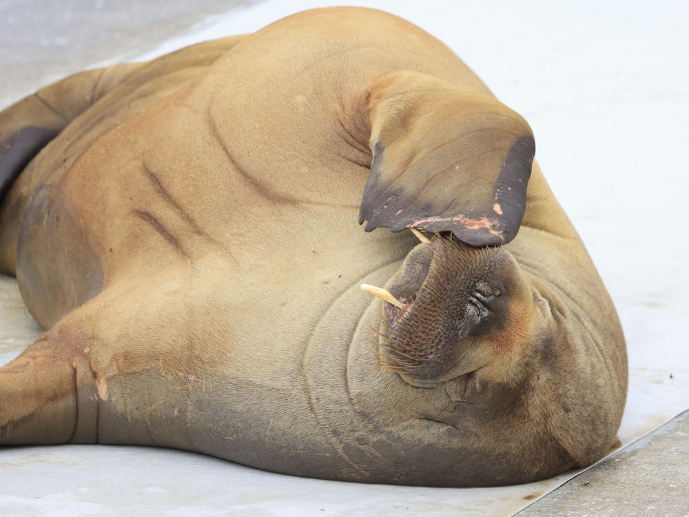 A walrus named Freya is pictured at the waterfront in Frognerstranda in Oslo, Norway, on July 18.